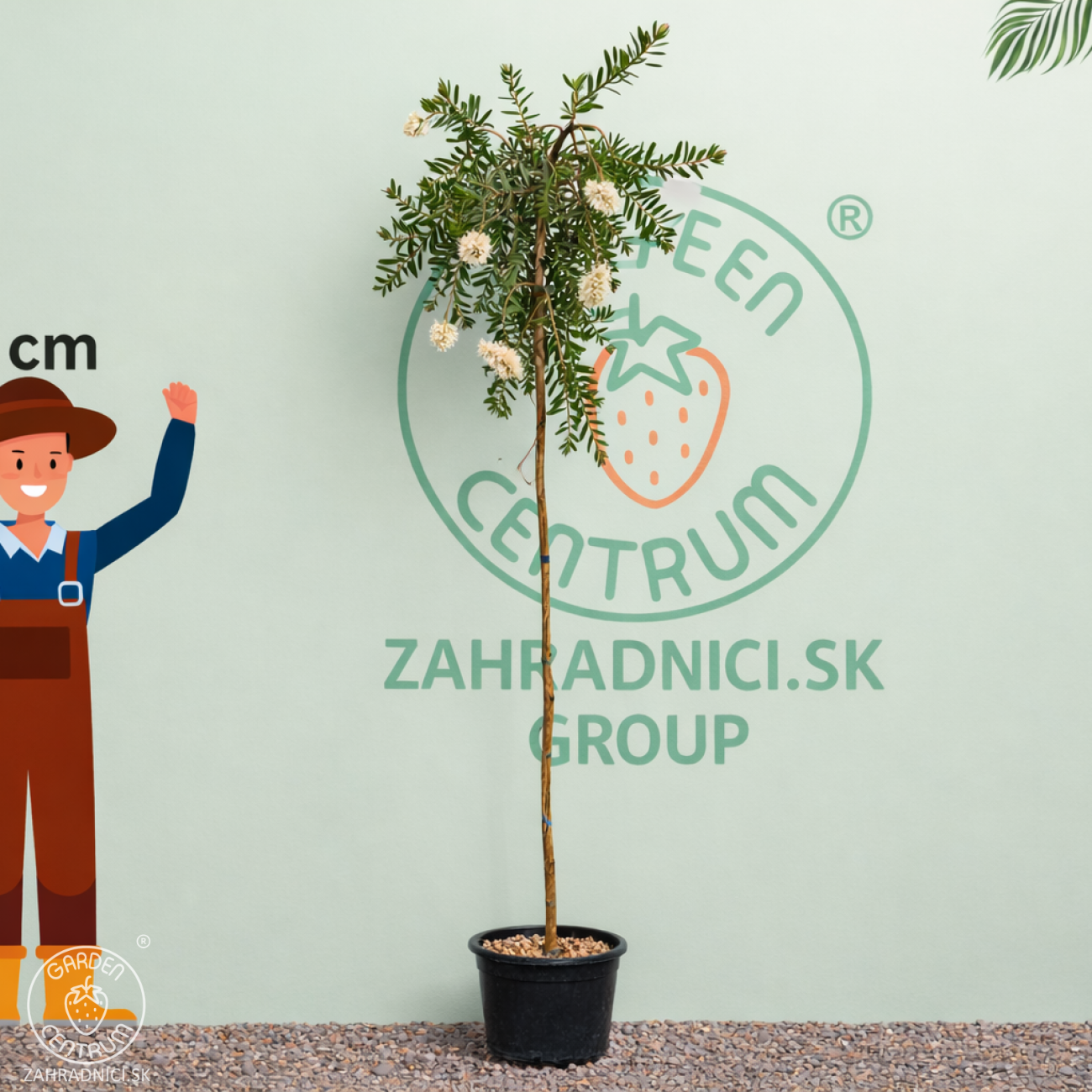 Obrázok Tyčinkovec kopijovitolistý (Callistemon pallidus) ´BIANCO´ PENDULA - výška 200-220 cm, kont. C15L -  NA KMIENKU, biely